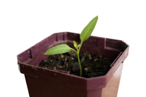 Potted seedling, photo by SP Veres taken from stock.xchng.